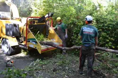 tree services Hidden Springs